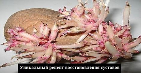 Уникальный рецепт восстановления суставов. Уникальный рецепт восстановления суставов.