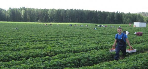 Враження українця від сезонного заробітку в Польщі