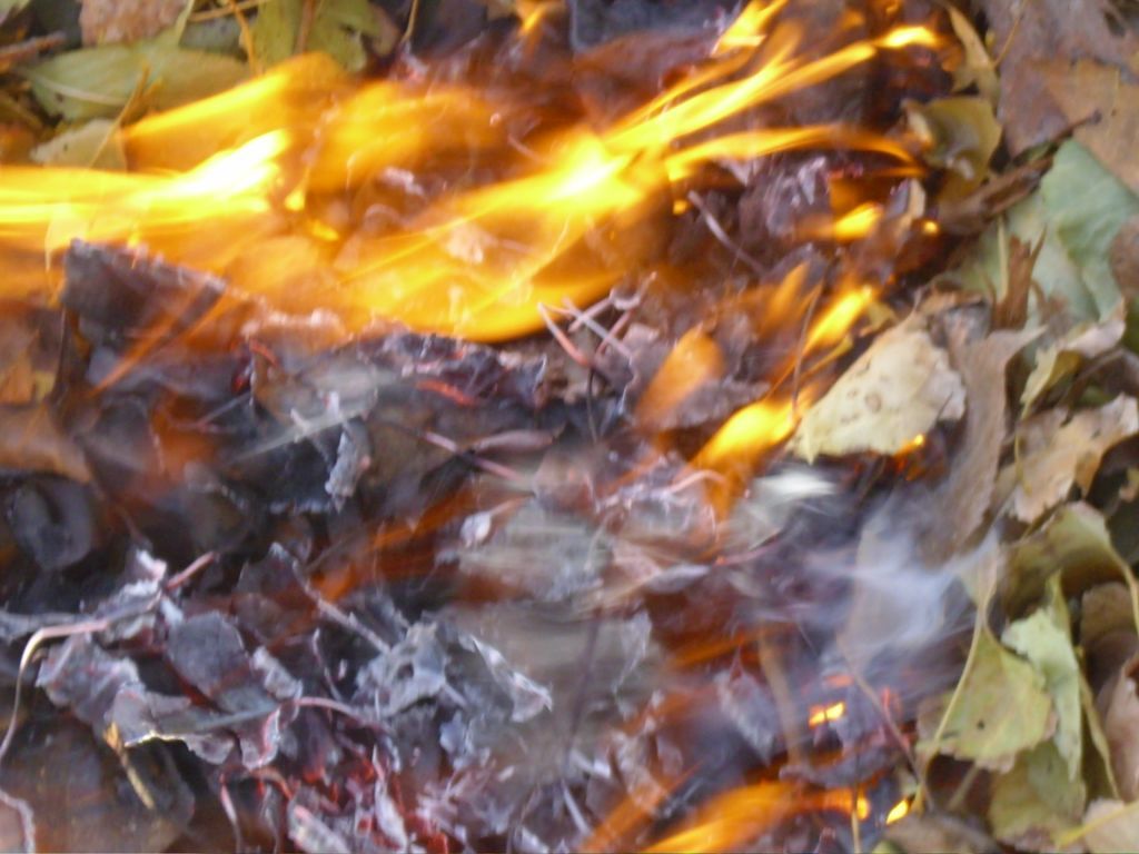 Не спалюйте сухостій та опале листя!