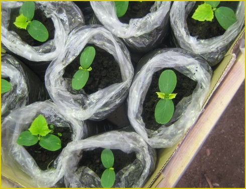 Огурцы к маю и огуречные секреты сбора семян