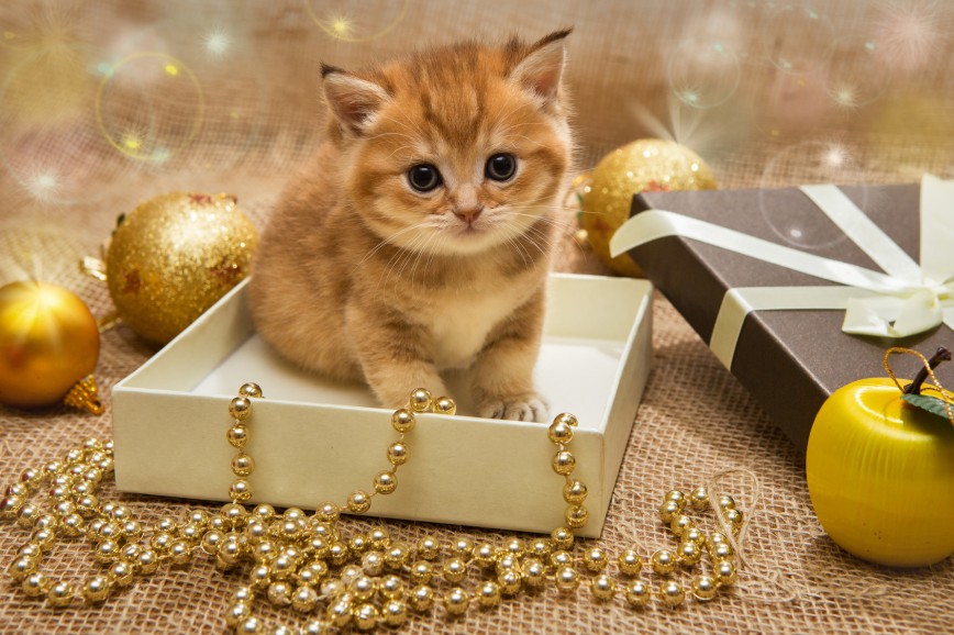 Кот и Новый год: чем опасен праздник для вашего питомца