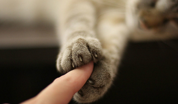 Кототерапия: как вылечиться с помощью кошки?