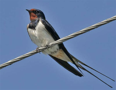 Народні прикмети і забобони про ластівку