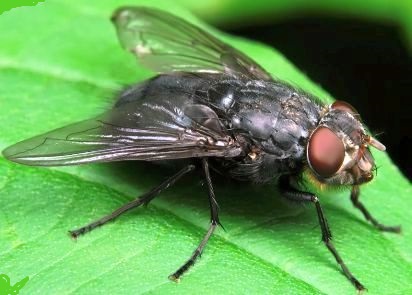 Мухи розносять туберкульоз